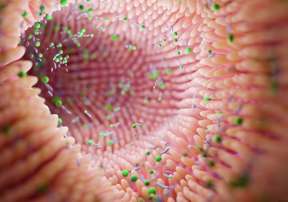 Mikrobiomanalyse & Mikrobiomtherapie (Darmsanierung) für Saarlouis & das Saarland